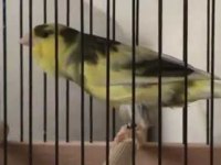 Aygır gibi sağlam harz roller ötüm kanaryaları