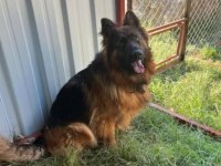 Orjinal Alman Kurdu Yavrusu