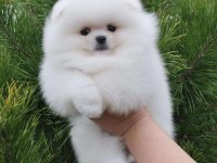 Mersin De Şirin Pomeranian Boo Köpekler