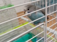 2 Tane Muhabbet Kuşu İkisi De Kafesiyle Beraber Verileccek