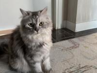 Ücretsiz sahiplendirme british longhair