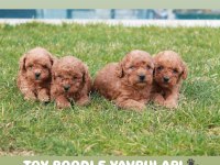 Üst düzey red brown toy poodle yavruları