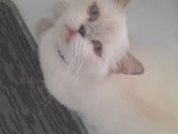 Minik British Yavrumuza Yuva Arıyoruz