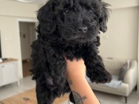 Silver Poodle Yavruları