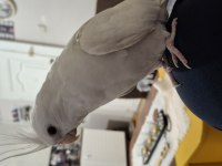 Full Evcil Beyaz Albino Sultan Papağanı