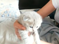 Scottish Fold 24 Nisan Doğumlu 2 Aylık Kediler