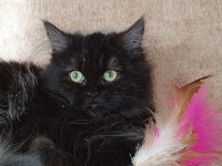 Dişi ve erkek maine coon iyi kalite