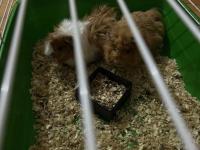 Ginepiglerimi sahiplendiriyorum büyükçekmece