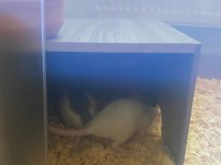 2 Dişi 3 Aylık Dumbo Rat Sadece İzmir İçi Elden Teslim