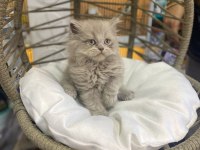 Bebek British Longhair