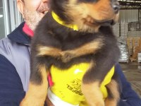 Safkan Dişi Yavru Rottweiler