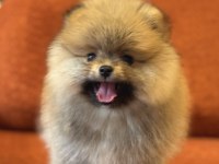 Orange Erkek Pomeranian Boo