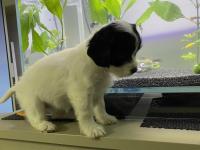 Maltipoo Ve Dachshund Melezi Yavru Bebekler