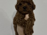 Kore Kan Toy Poodle Cinsi Yavrularımız