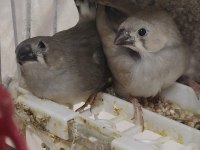 Ev sıcaklığında beslenen hint bülbülleri 1-2-3 aylık