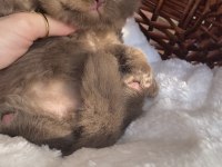 Safkan british shorthair bebeklerim