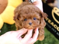 2 aylık toy poodle cins yavrularım