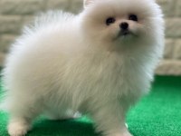 Pomeranian Boo Köpeği Yavruları