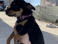 3.5 aylık minyatür pinscher yavruları