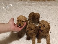 Dişi Ve Erkek Toy Poodle