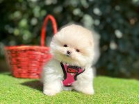 Safkan pomeranian boo köpeği