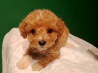 Sevimli maltipoo yavrusu köpeğimiz