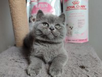 Ayı surat british shorthair son yavrumuz