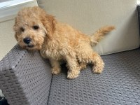 2.5 Aylık Tuvalet Eğitimli Erkek Toy Poodle