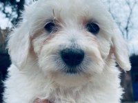 Minik bir mutluluk topu maltese terrier