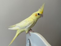 Sultan Papağanımız Sahiplendirilecek