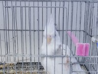 Yavru Erkek Sultan Papağanı