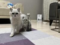 Safkan british shorthair ve scottish straight yavrular