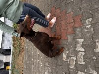 Temel İtaat Eğitimli Doberman