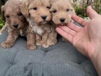 Sıfır Numara Maltipoo Ve Poodle Yavrular