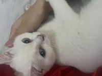 Güzeller Güzeli British Shorthair