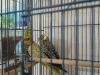 1 Aylık Yeme Alışmış Sultan Papağanları