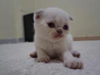 Oyuncu Scottish Fold Bebişler