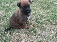 1 Aylık Belçika Malinois Yavru