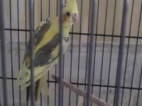 Erkek sultan papağanı