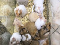 Sevimli suriye hamsterlar