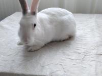 Ücretsiz Evcil Tavşan