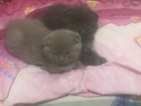 Acil Scottish Fold Yavru Koyu Siyah