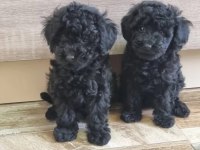 Tüy dökmeyen siyah poodle yavrularımız