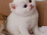 British longhair ve shorthair yavrular