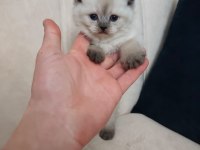 Maviş Kediler Yeni Yuvalarını Arıyor