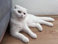 Pamuk scottish fold kedim