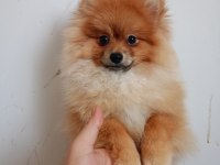 Pomeranian Erkek 5,5 Aylık