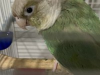 Ful evcil konur papağanı