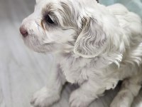 Rezerveye Açık Maltipoo Yavrularımız