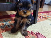 Tea Cup A Şecere 1,5 Kg Garantili Yorkshire Terrier